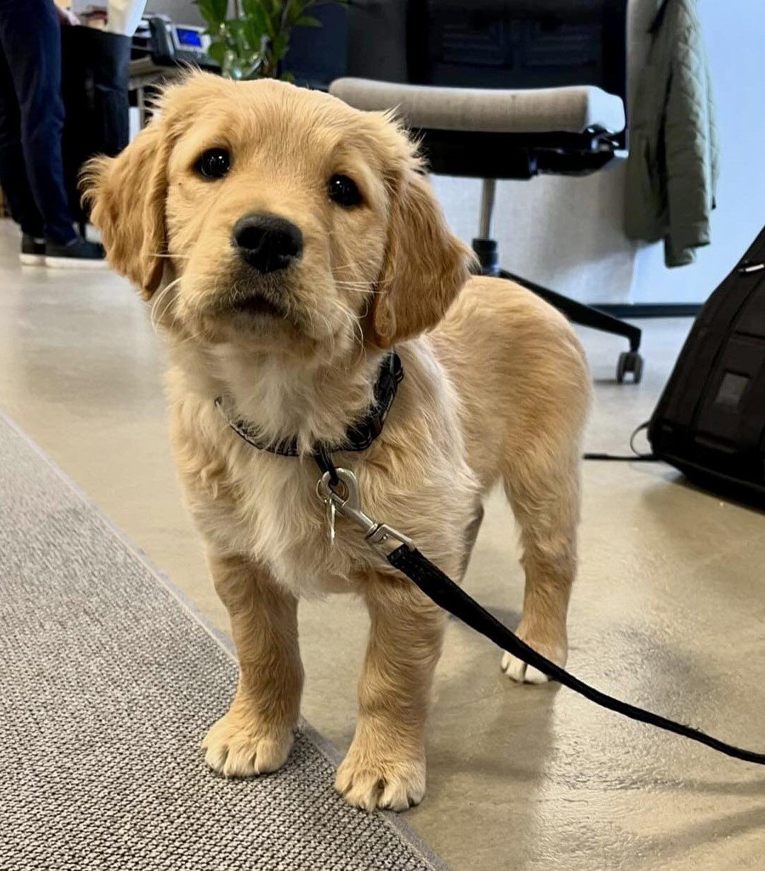 Hvalpeaspirant Daisy Ii der står og kigger