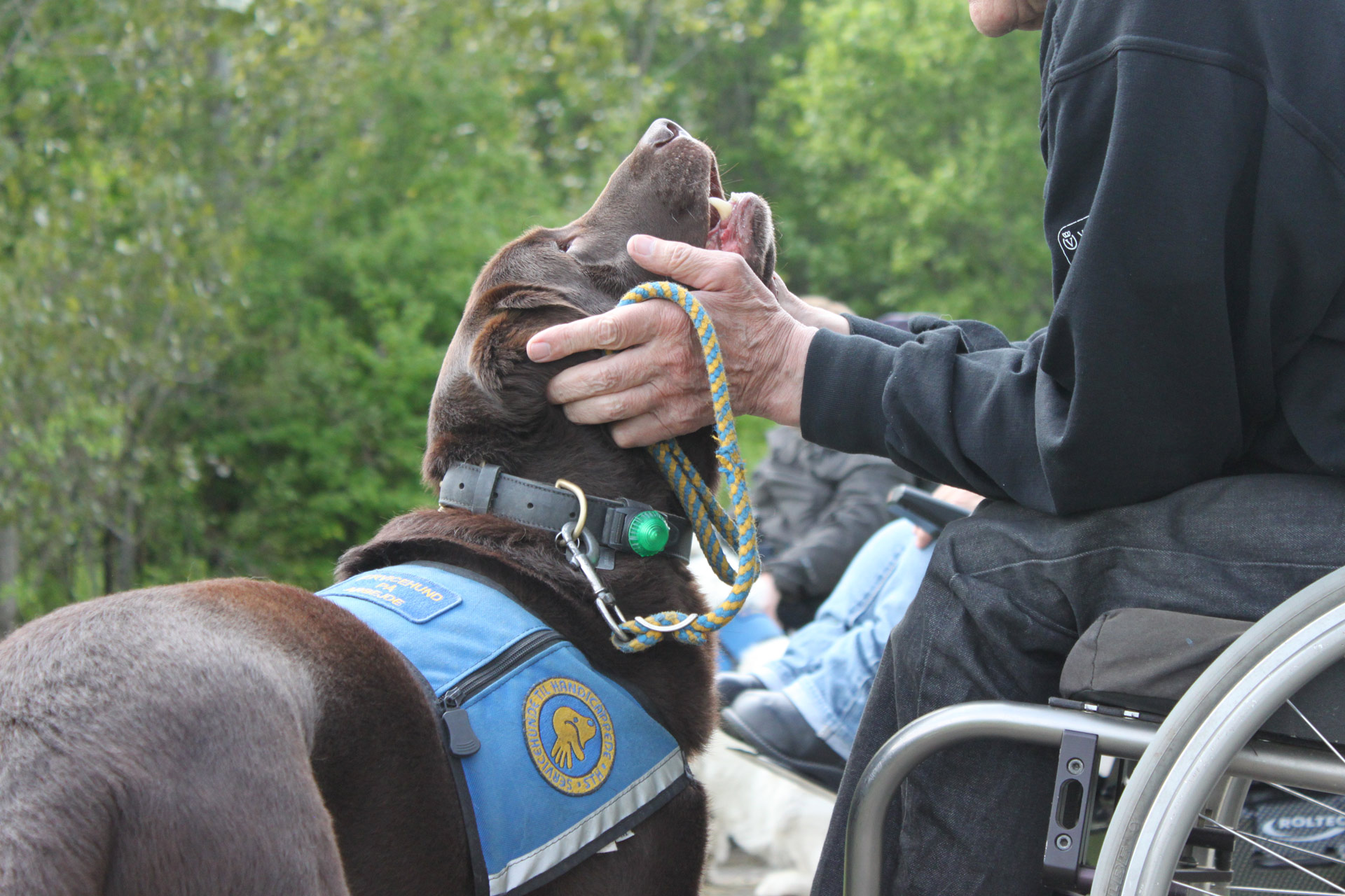 Bruger der holder en servicehundshoved i hænderne og kigger op