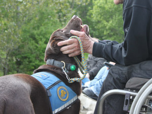 Bruger der holder en servicehundshoved i hænderne og kigger op