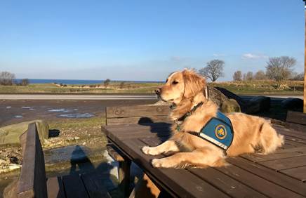 Billede af hund der ligger på bænk