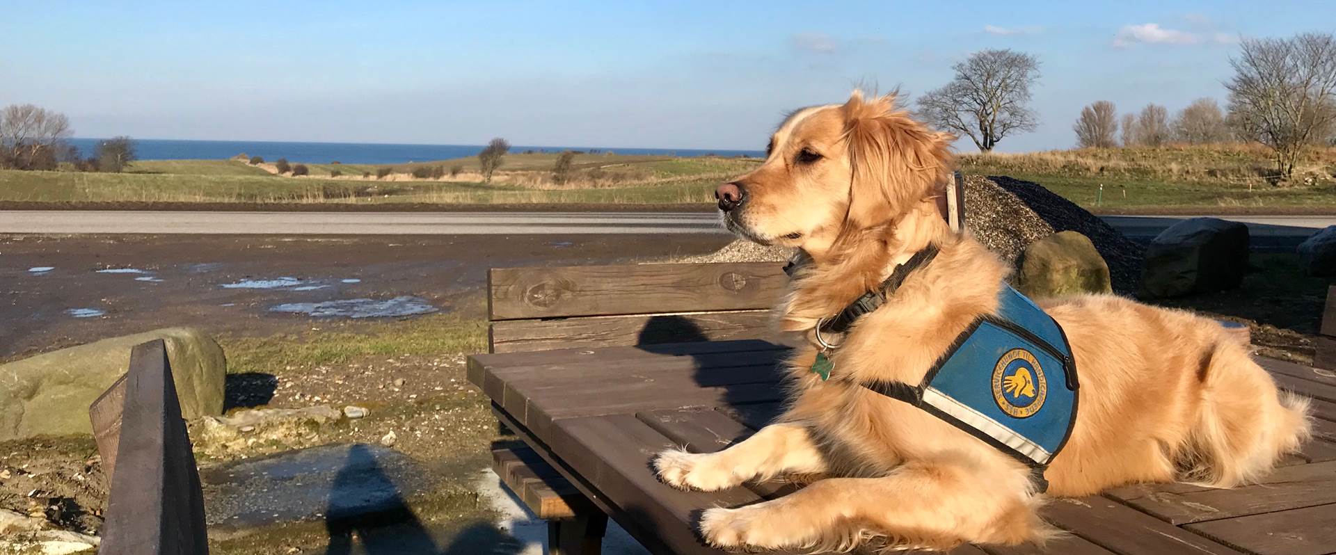 Billede af hund der ligger på bænk