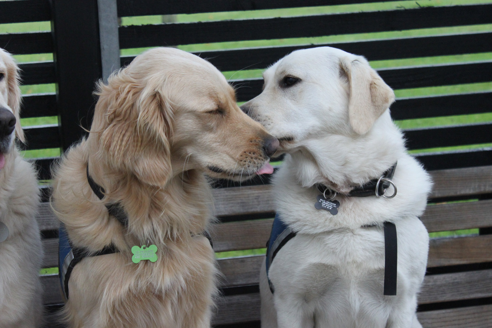 Servicehund der kigger på hinanden og har en ID vest på