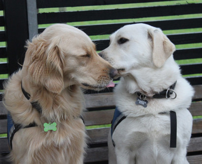 Servicehund der kigger på hinanden og har en ID vest på