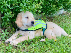 Hvalpeaspirant Axel udenfor i græsset
