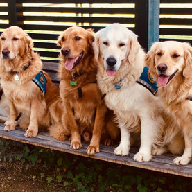 Servicehunde der står ved siden af hinanden på en bænk