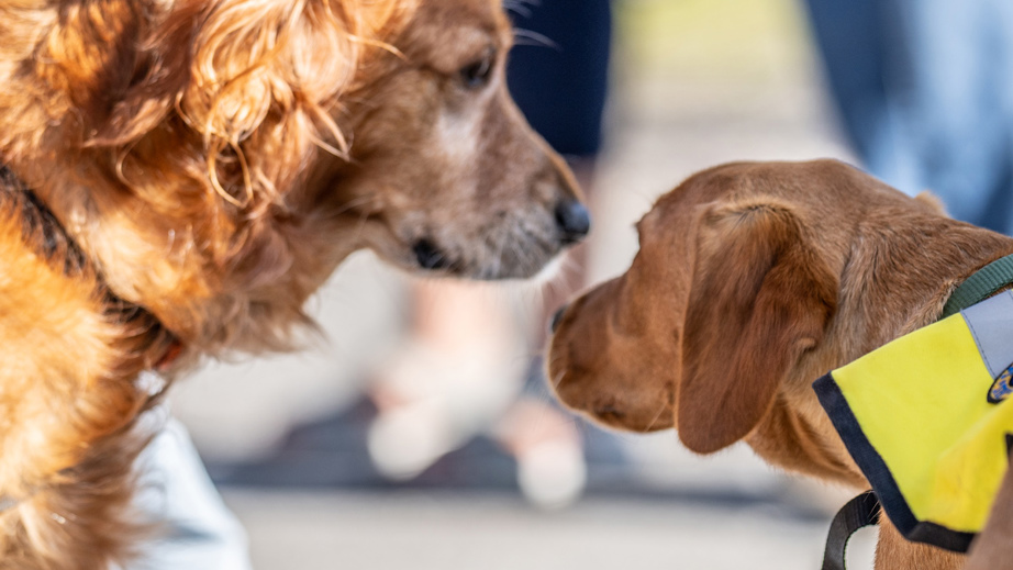 To servicehunde der kigger på hinanden