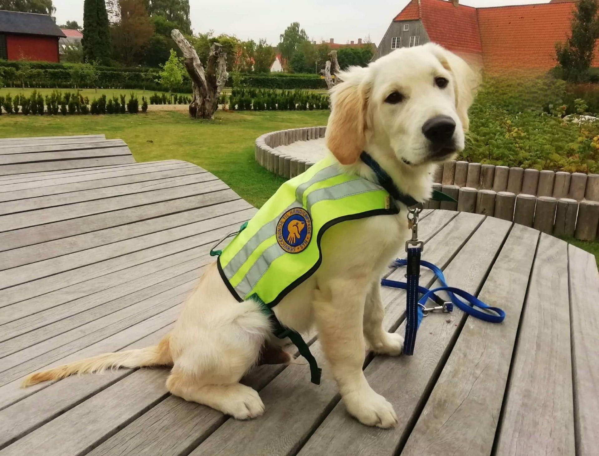 Lys hvalpeaspirant med ID vest på og står udenfor