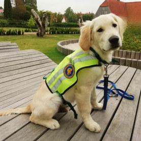 Lys hvalpeaspirant med ID vest på og står udenfor