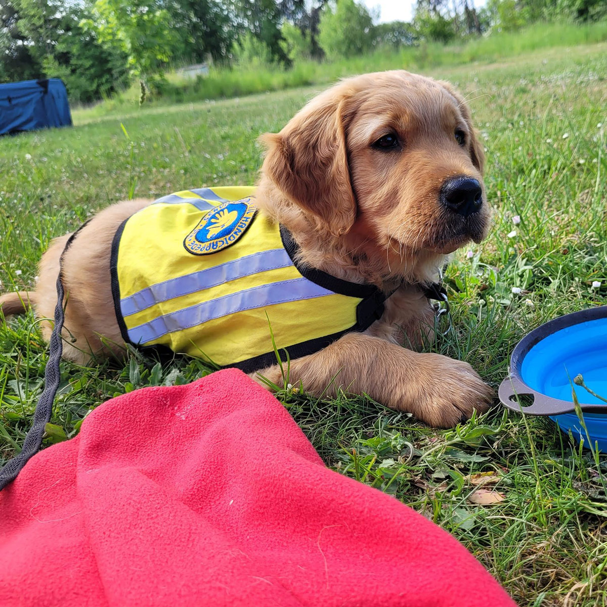 Hvalpeaspirant Enzo ligger på en grøn græsplæne