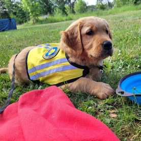 Hvalpeaspirant Enzo ligger på en grøn græsplæne