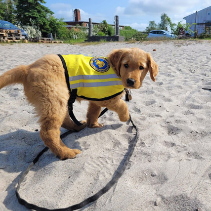 Hvalpeaspirant Enzo på stranden