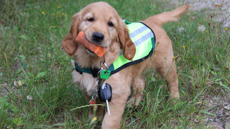 Hvalpeaspirant i træning som servicehund der har nøgler i munden