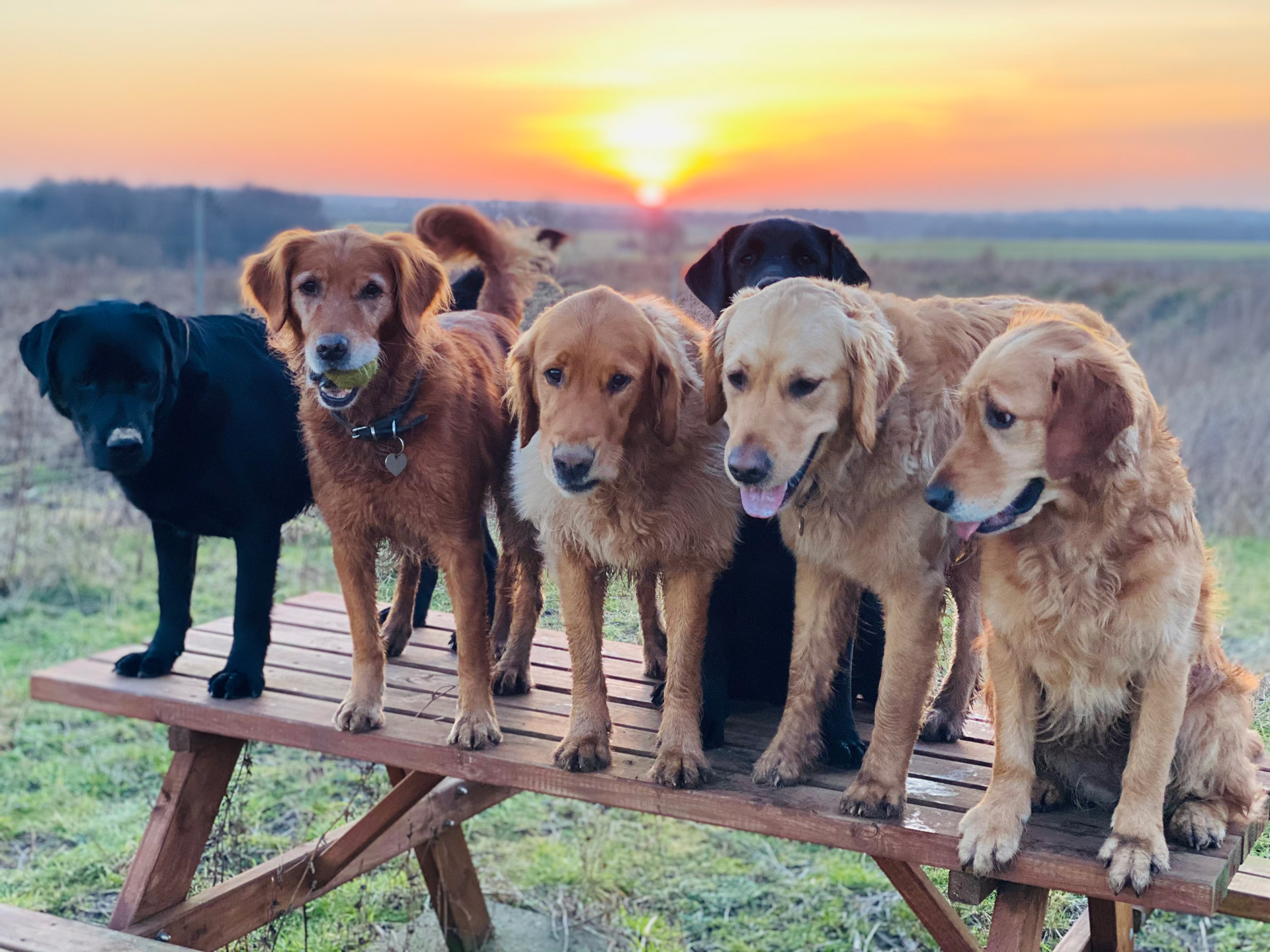Servicehunde på et bord med solnedgang i baggrunden