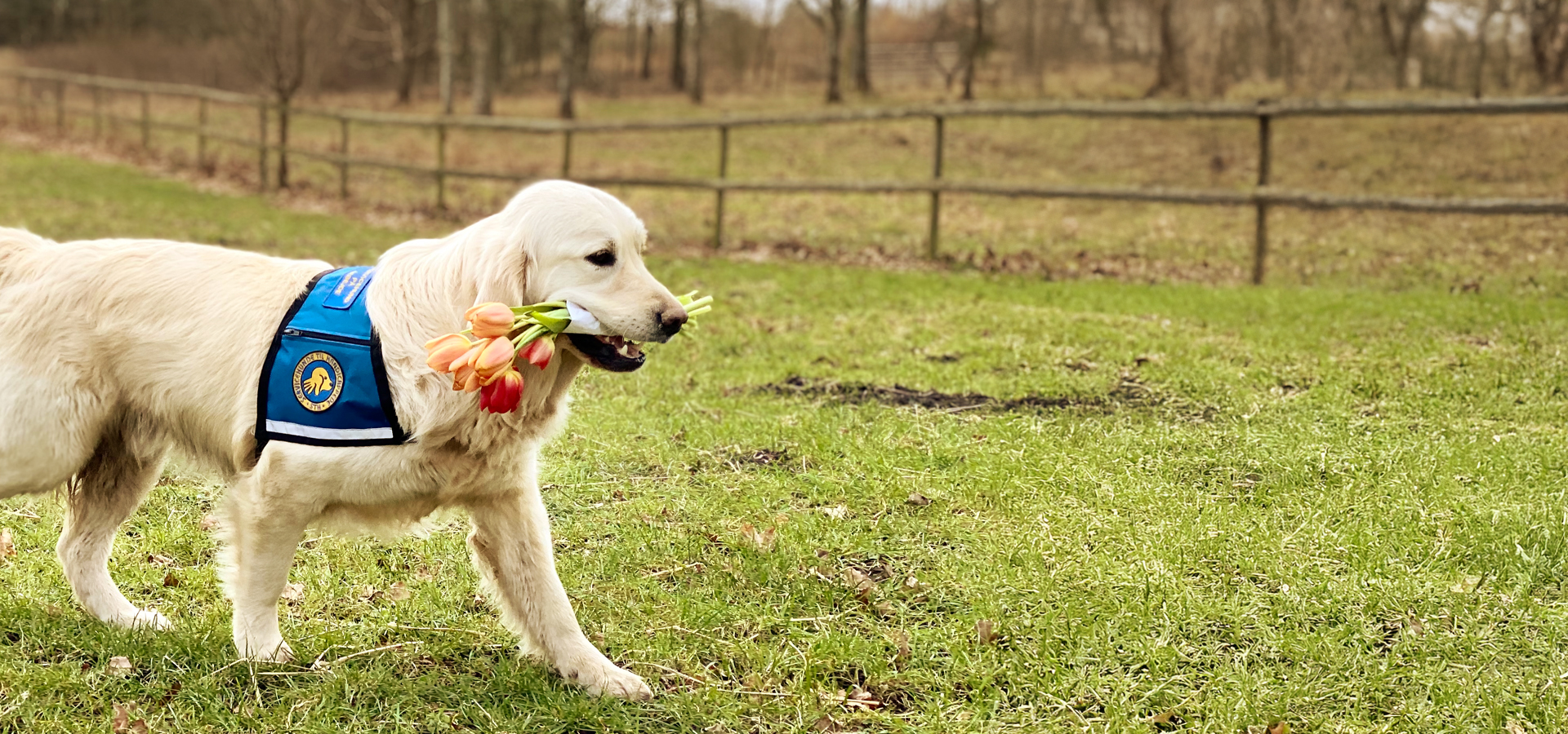 Golden Retriever Med Tulipaner I Munden