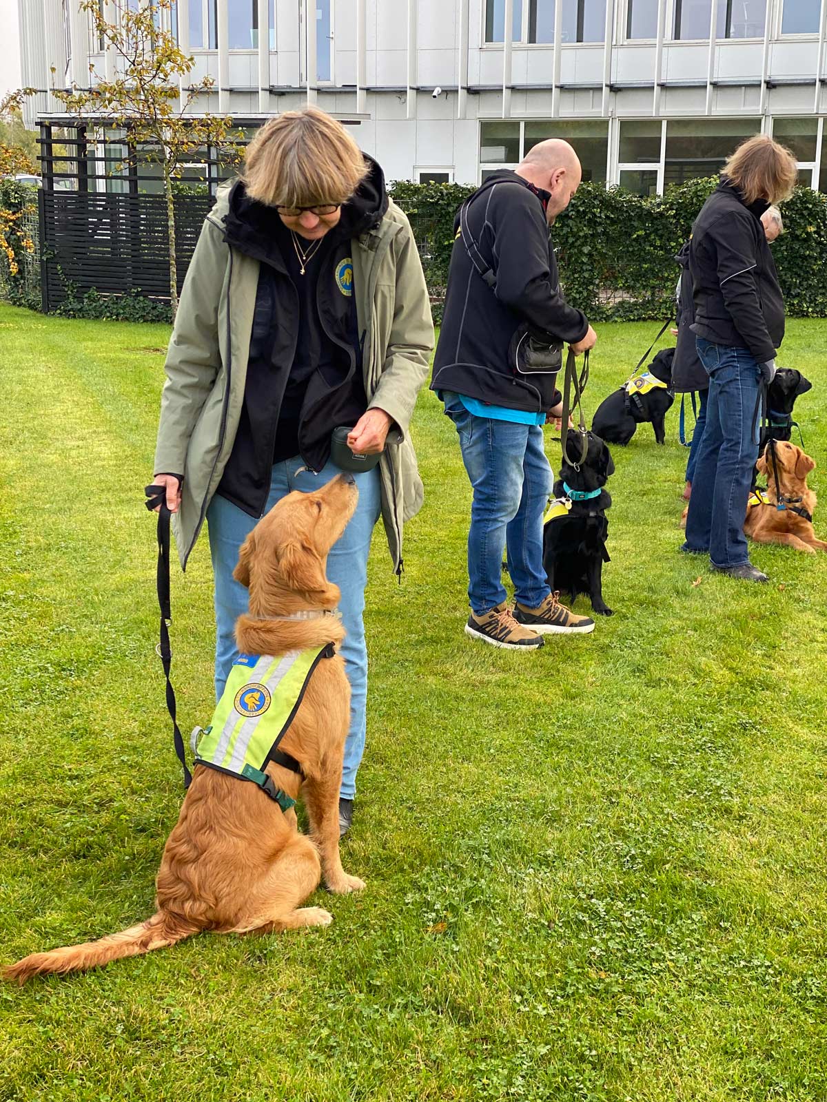 Servicehunden Enzo og andre socialhunde til hundetræning