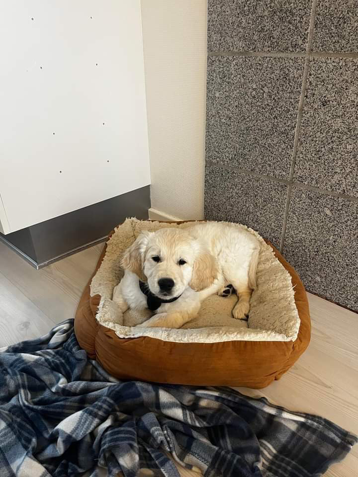 Hvalpeaspirant ligger i en hundeseng og kigger