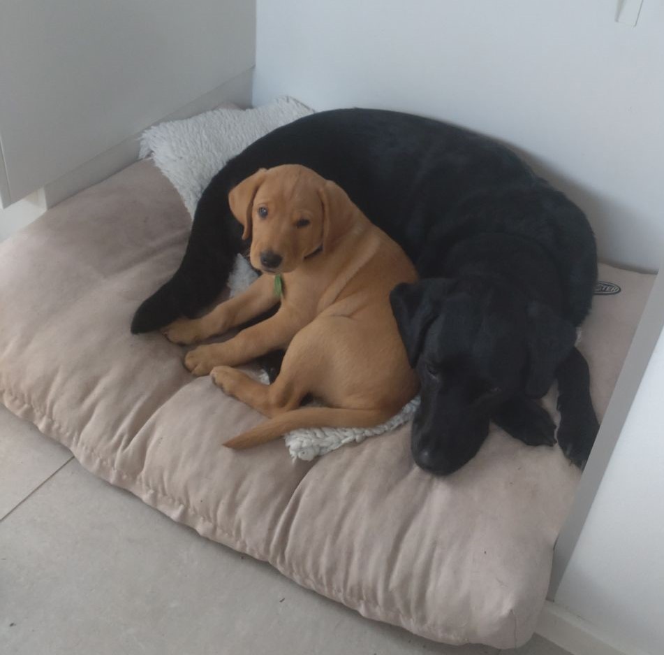 Karl Og Storesøster