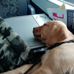 Hvalpeaspirant Ralle der er med i et tog og sover med hovedet på bordet