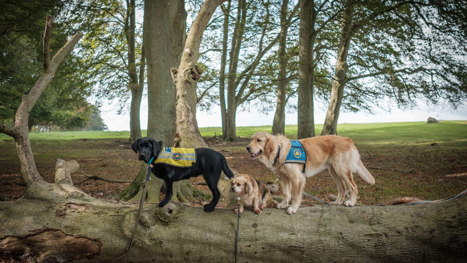 Tre servicehunde der står på række oven på et træ