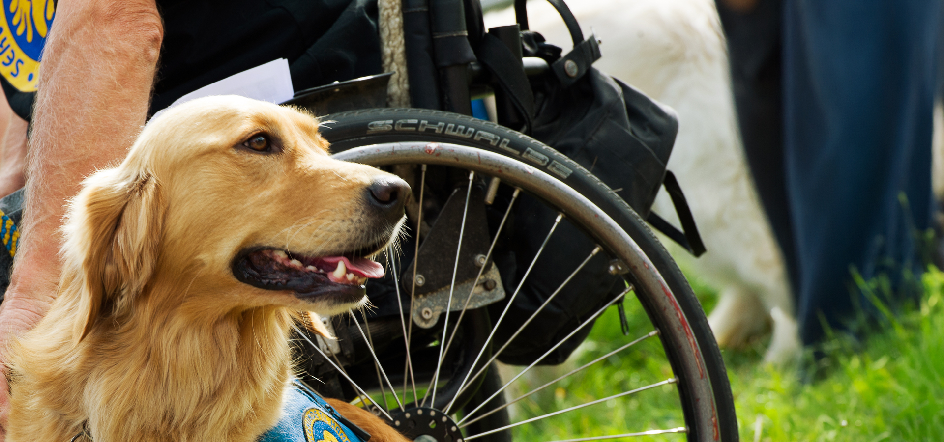 Servicehund Ved Koerestolshjul