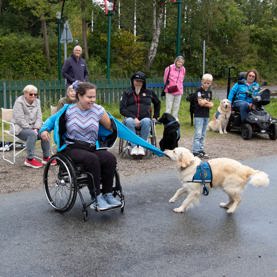 Servicehund til træning der tager en bluse af for dens bruger