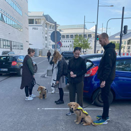 Servicehunde på tur inde i byen