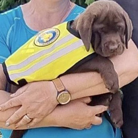 Hvalpeaspirant Teton med ID vest på