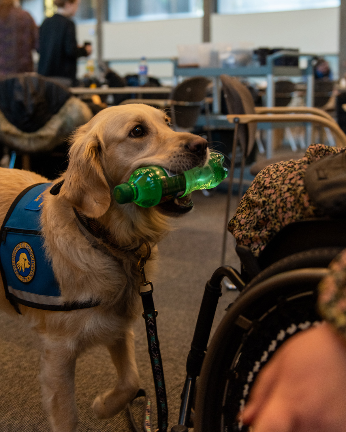 En servicehund med en vandflaske i munden til graduation