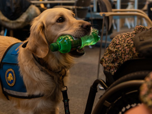 En servicehund med en vandflaske i munden til graduation