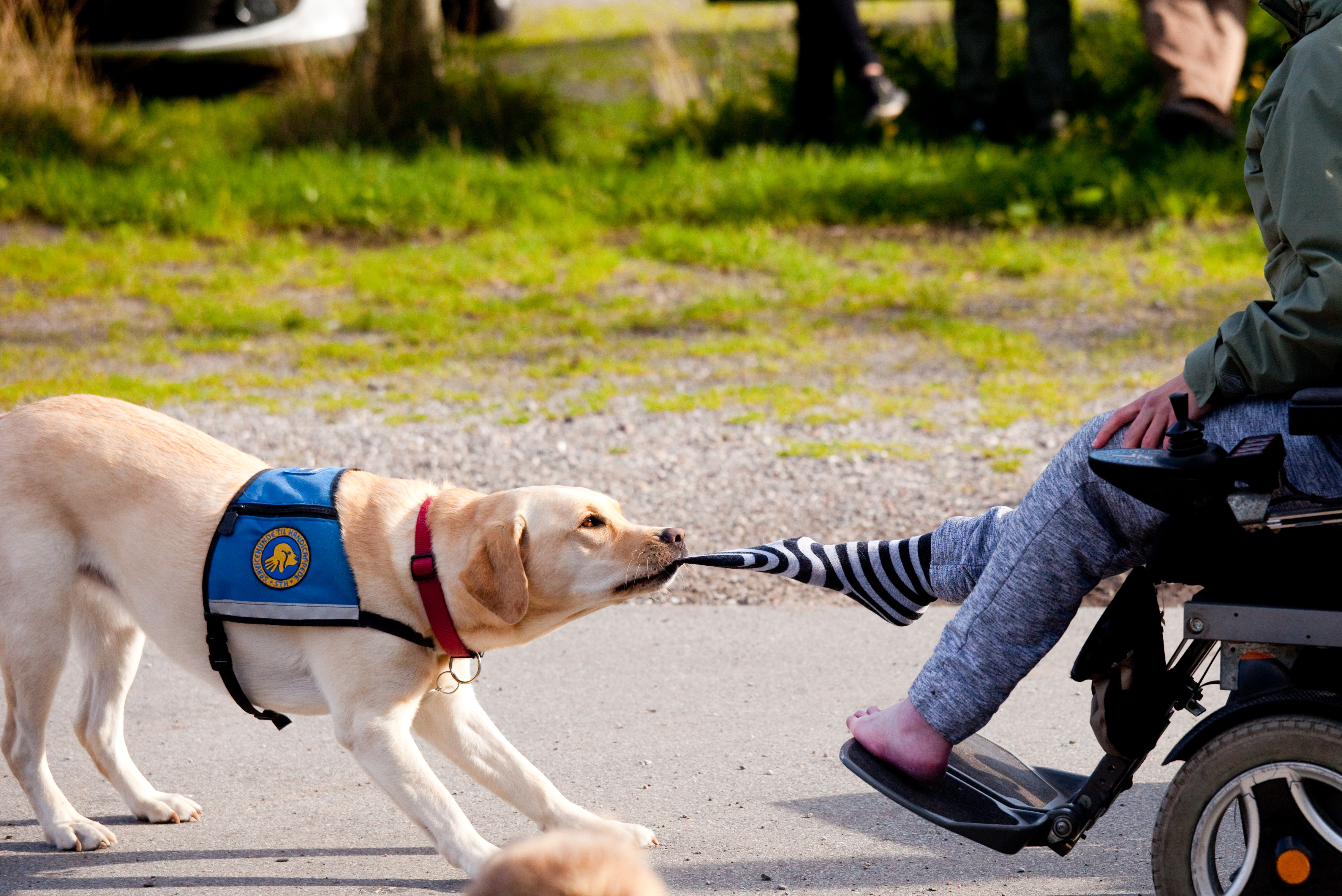 Billede af hund der trækker strømpe af