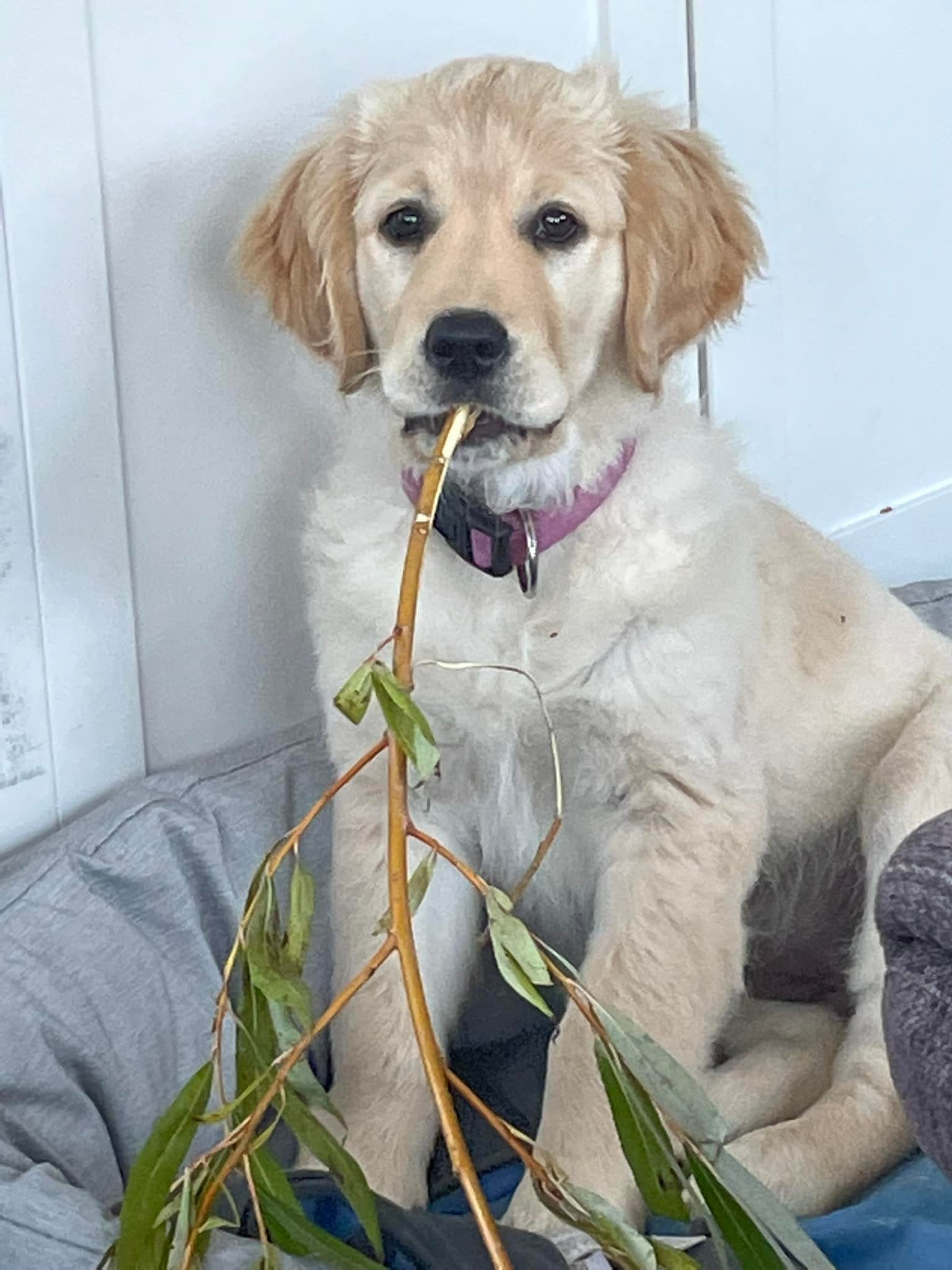 Hvalpeaspirant Inger