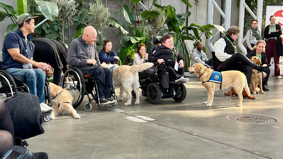 Brugere og servicehunde på række til opvisning