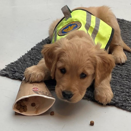 Hvalpeaspirant Dexteri træning og spiser godbidder