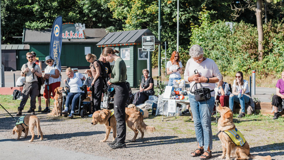 Træning af servicehunde til handicappede