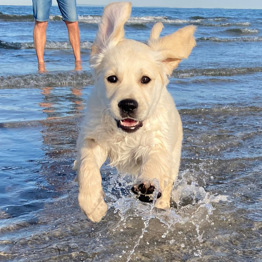 Hvalpeaspirant Ginny på stranden 