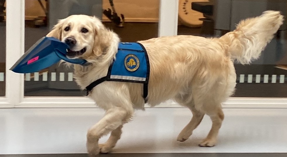 Servicehunden Ginny med en pose i munden