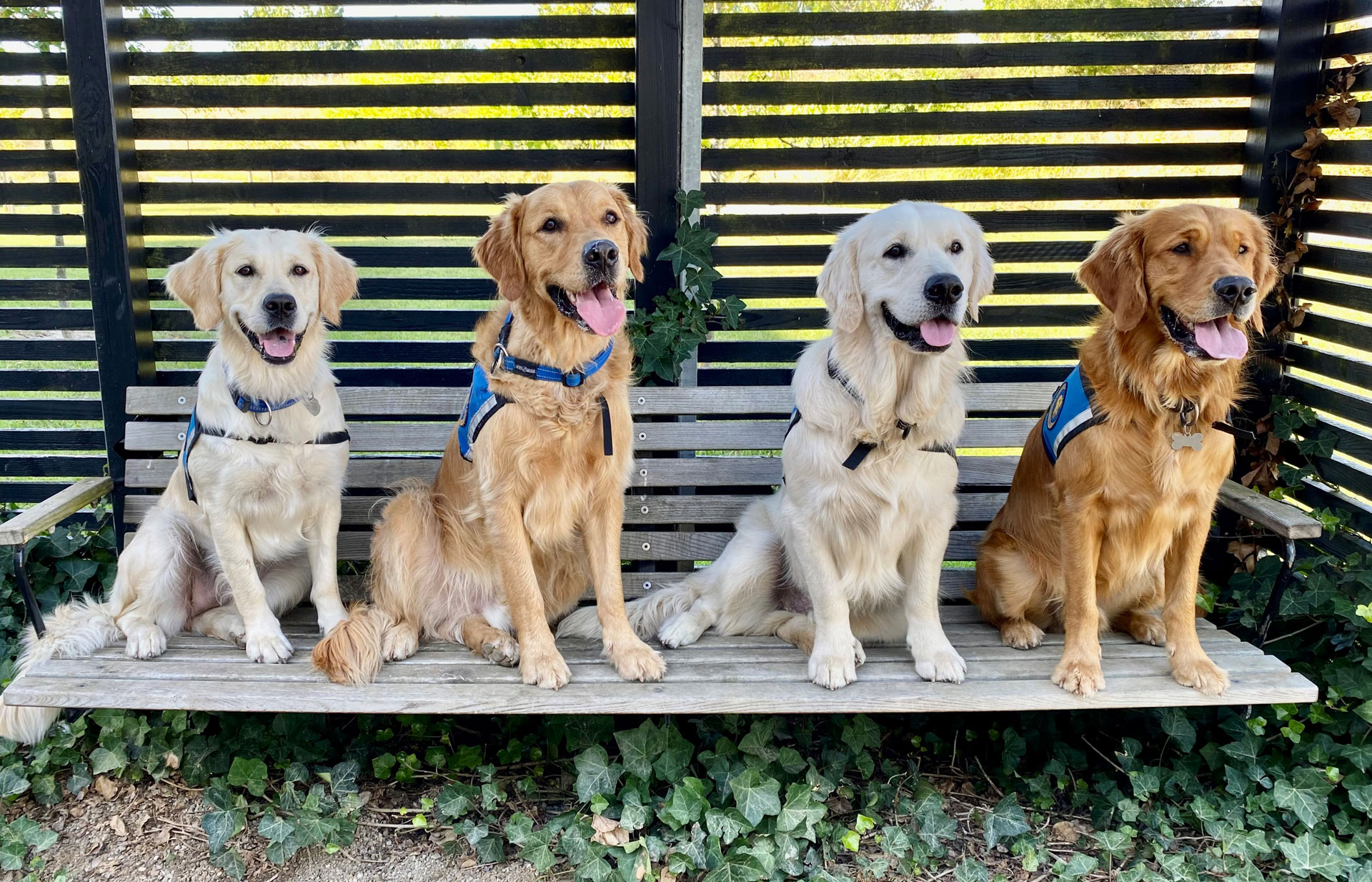 Servicehund til graduation