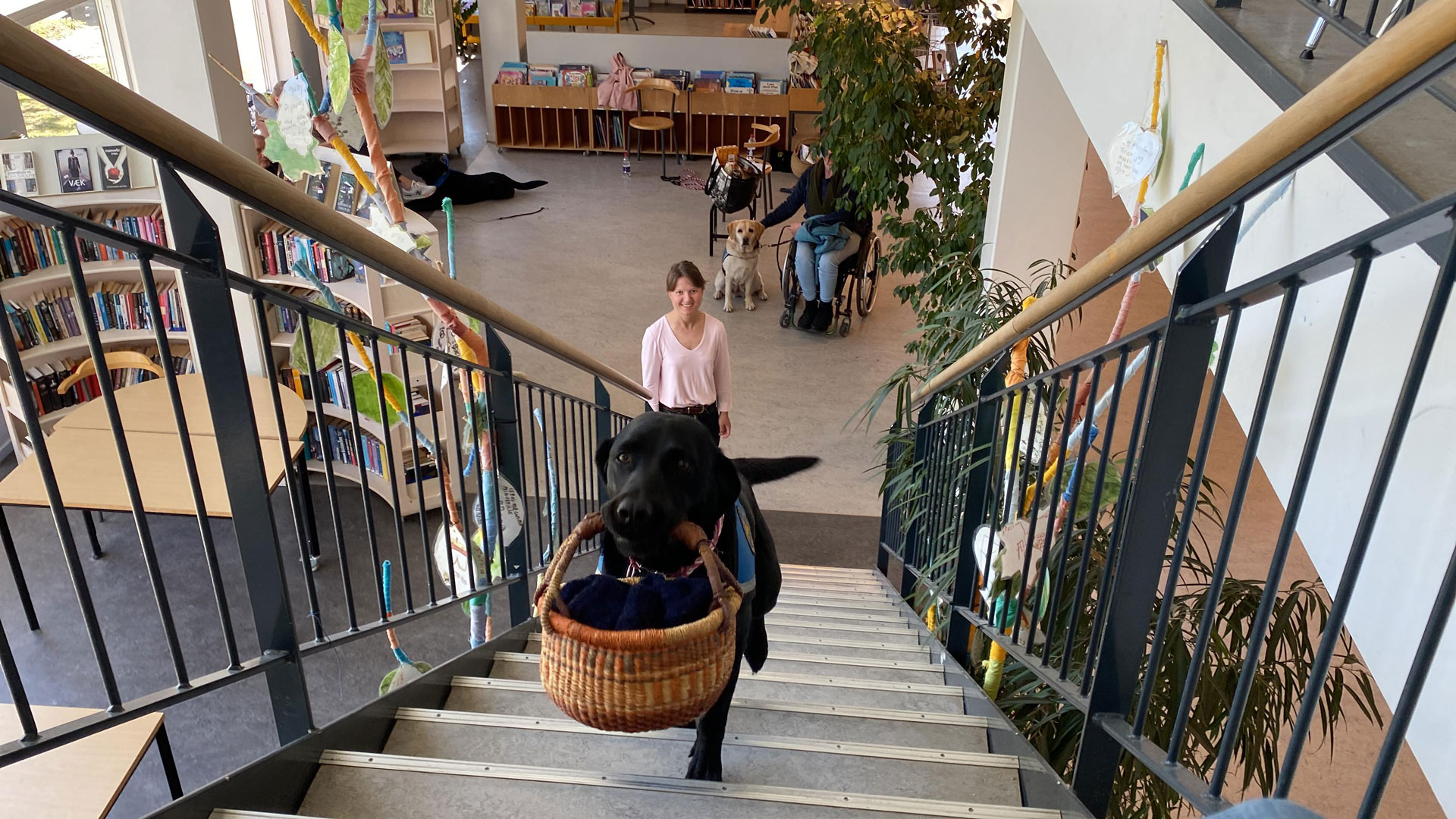 Service dog at a library carrying a basket in its mouth