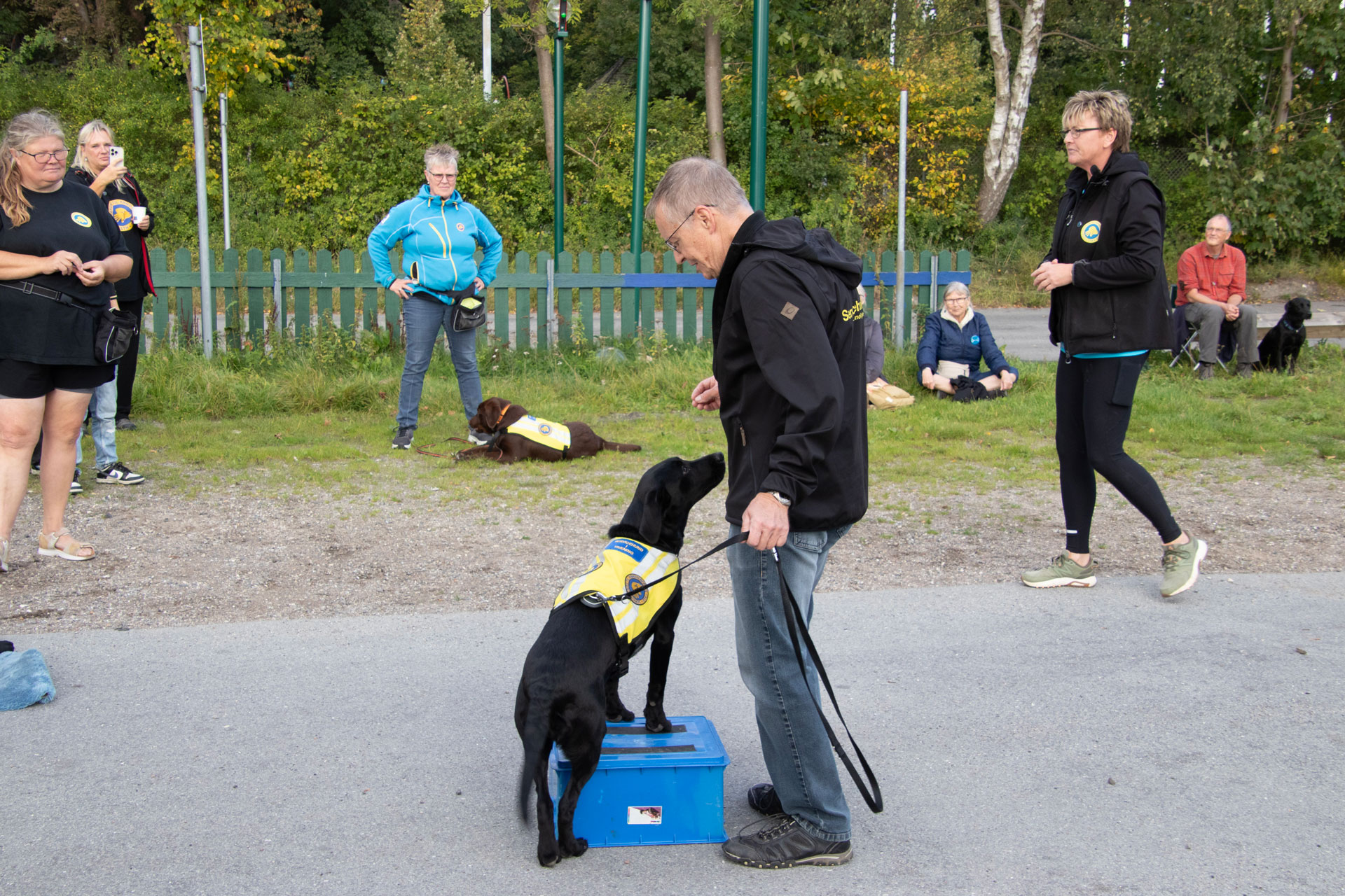 Servicehund til hundetræning der venter på at få en godbid