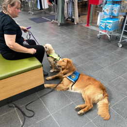 Hvalpeaspirant Axel i et shoppingcenter