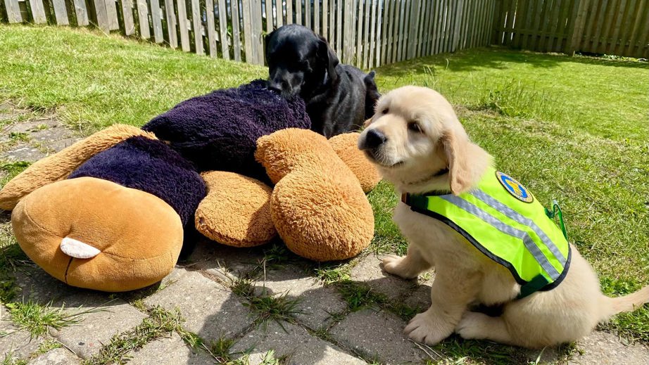 Servicehund og hvalpeaspirant udenfor med bamser 