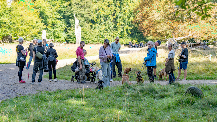 Servicehunde på tur med brugere og hundetrænere