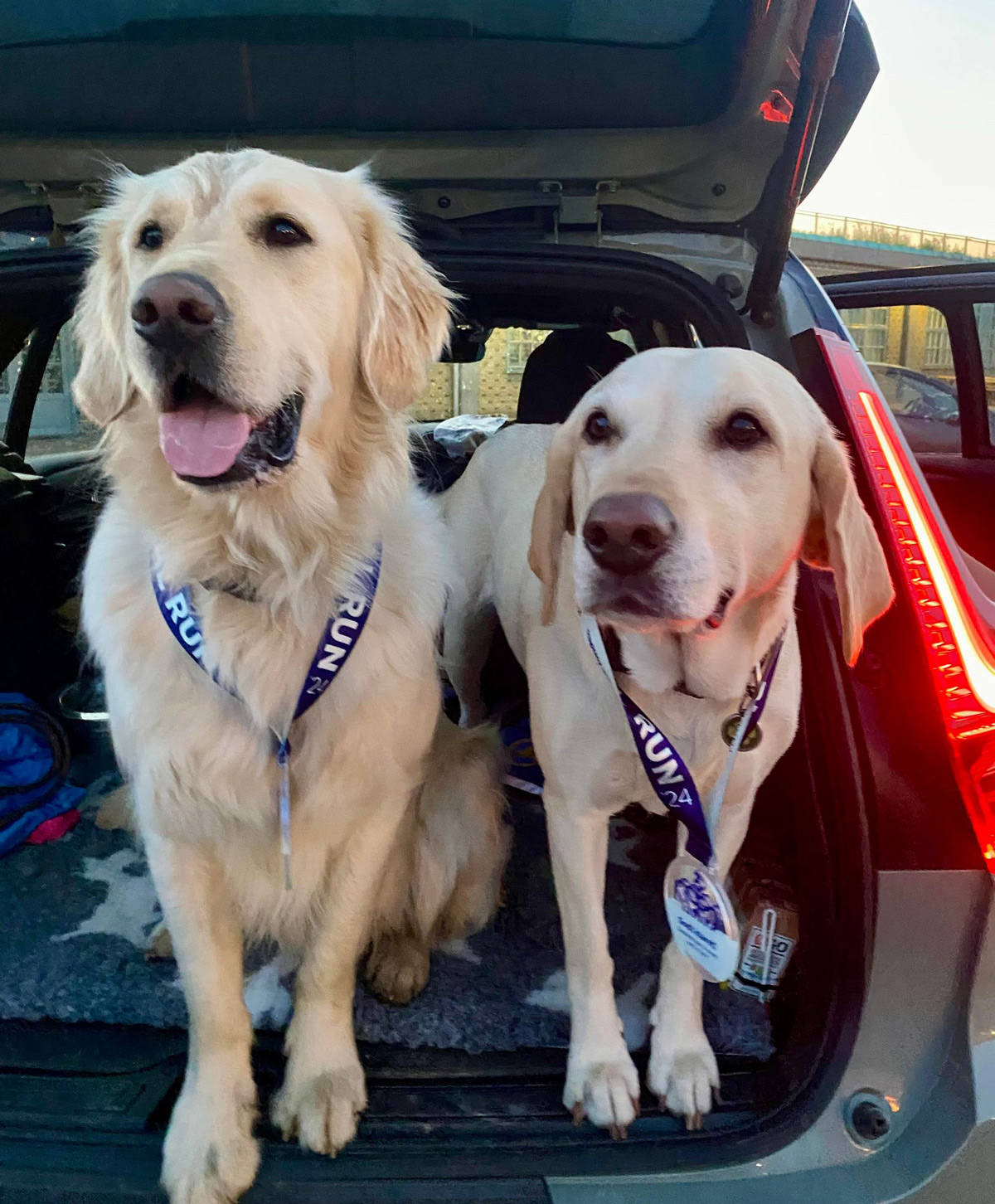 To servicehunde med medaljer rundt om halsen og stå i et bagagerum i en bil