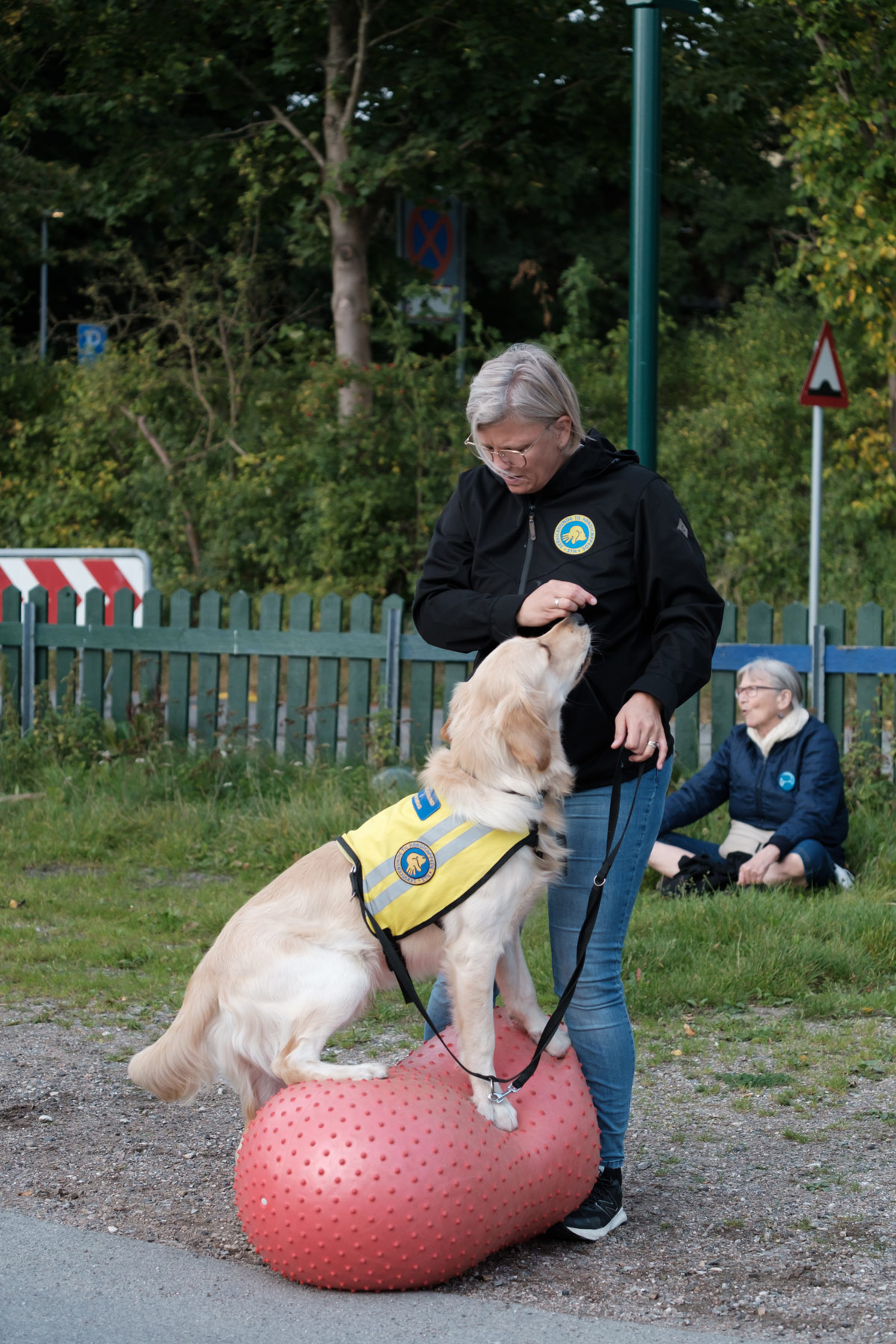 En servicehund der står på en træningsbold og får en godbid til Dog A Thon