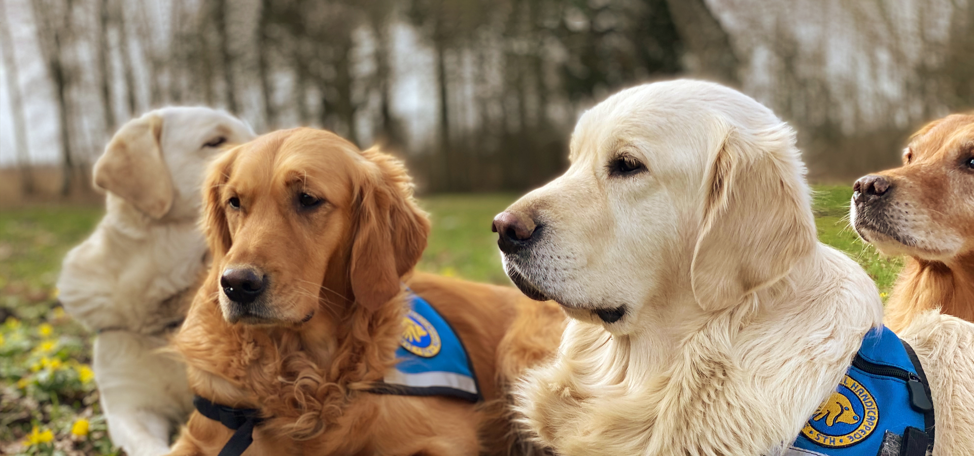 Tre Golden Retrievere Spejder Ud I Horisonten