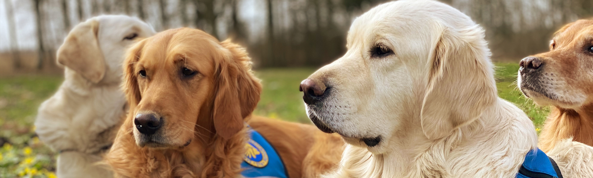 Tre Golden Retrievere Spejder Ud I Horisonten