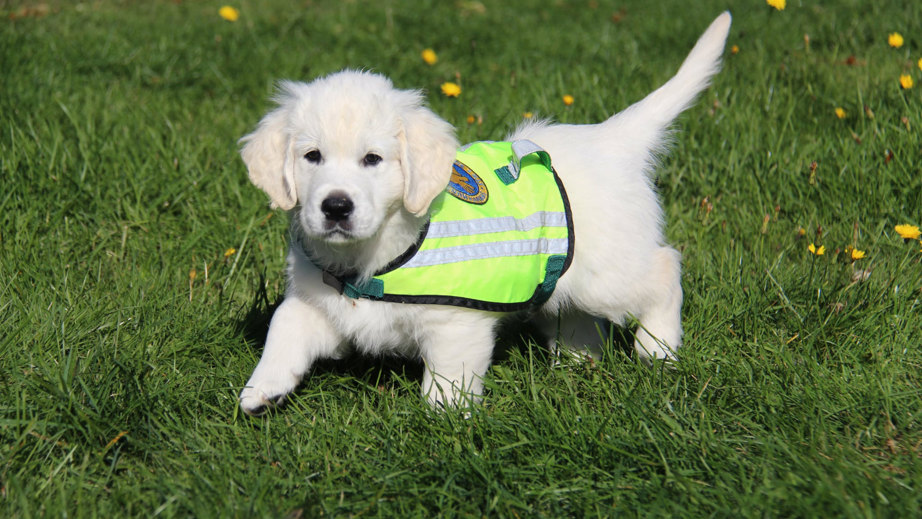 Hvalpeaspirant Bowie der leger udenfor i græsset