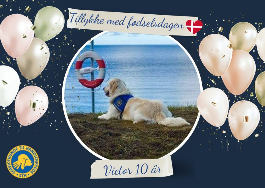 Servicehund Victor 10 år gammel