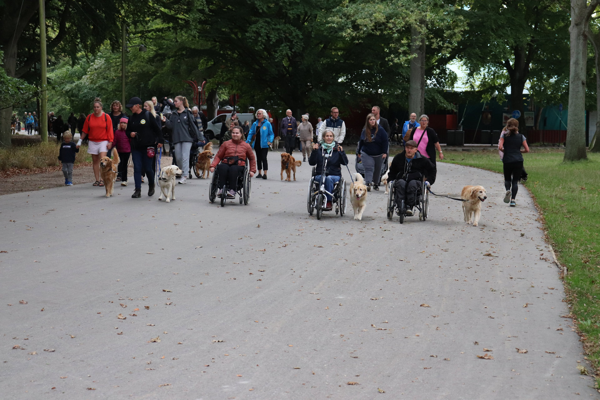 Servicehunde og socialhunde på tur med brugere og instruktører