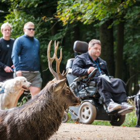 På tur i skoven hvor der står et rensdyr til Dog A Thon